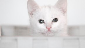 White kitten peaking out of a basket.
