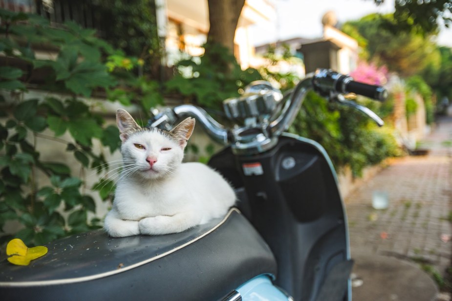 White cat squinting from the seat of a moped.