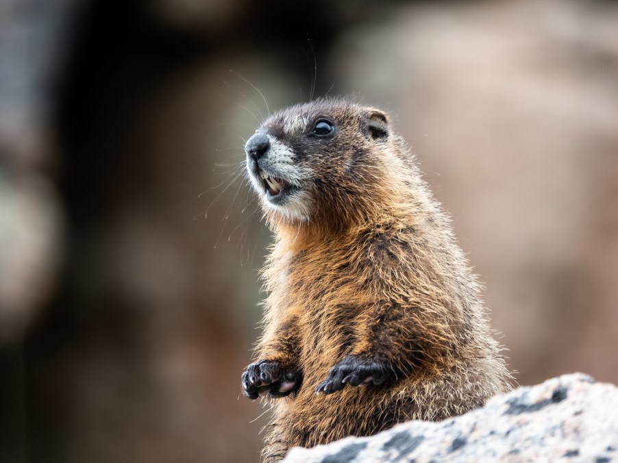 A groundhog on a could winter day