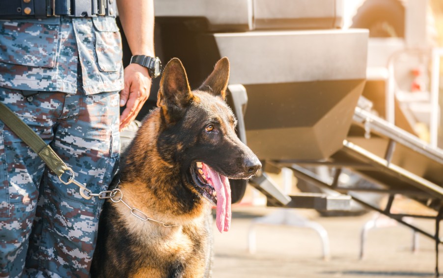A police dog by a solider