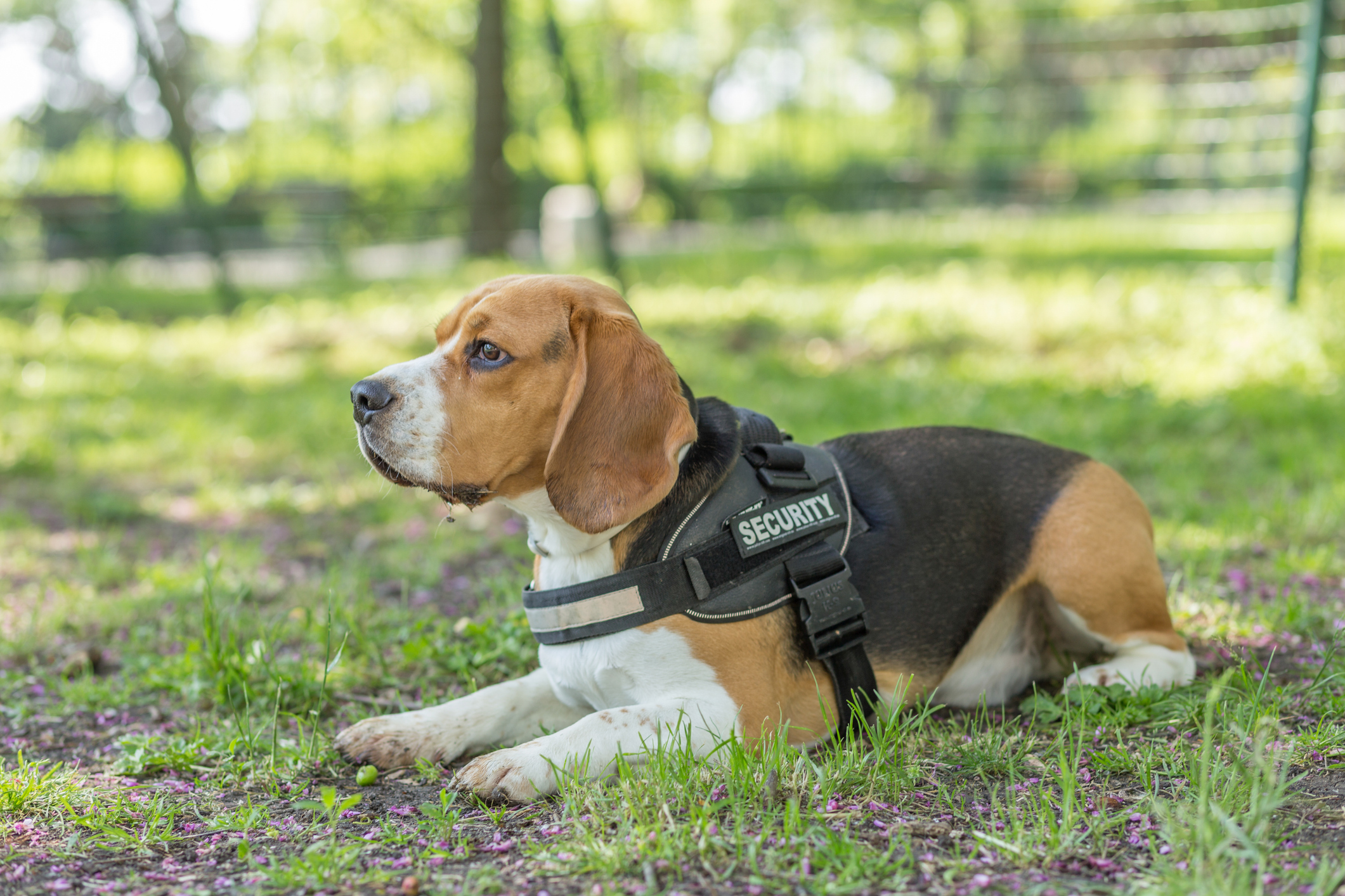 A hard working beagle in a security harness 
