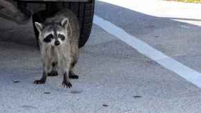 Raccoon in driveway near a car