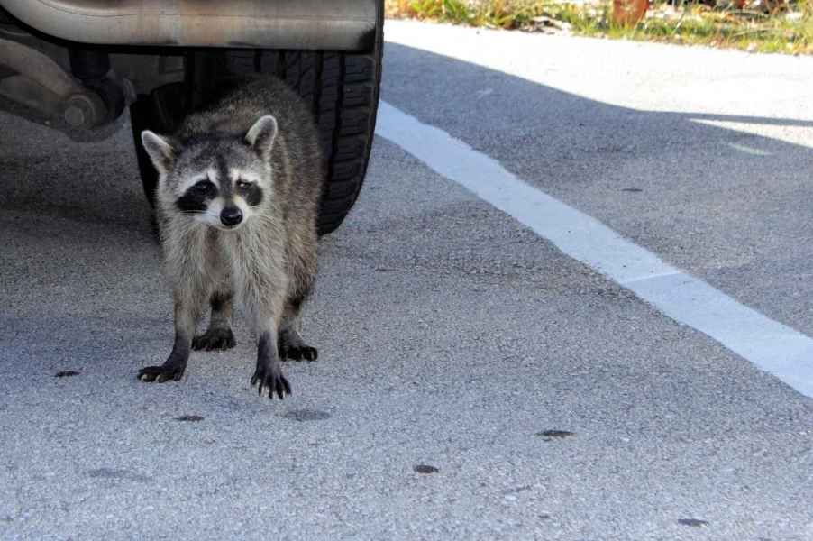 Raccoon in driveway near a car