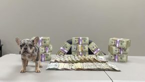 A traffic stop search in South Texas revealed $250,000 cash and a French bulldog
