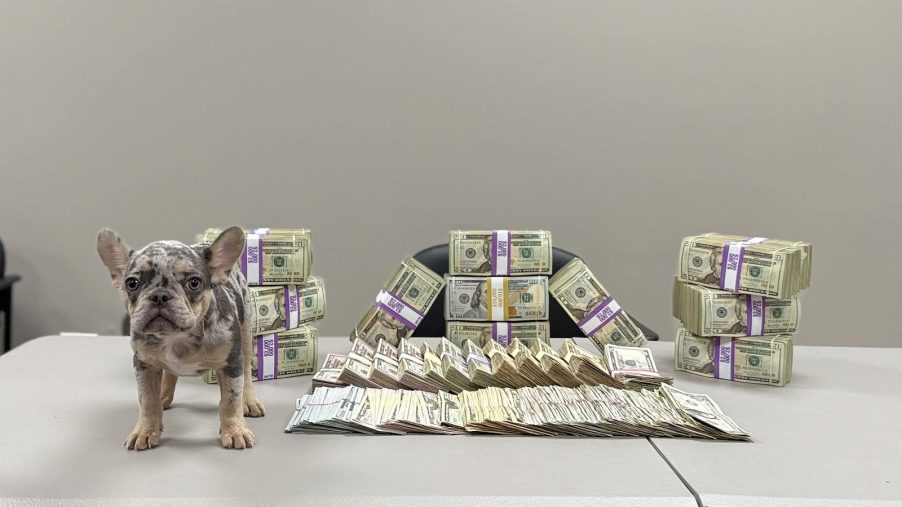A traffic stop search in South Texas revealed $250,000 cash and a French bulldog