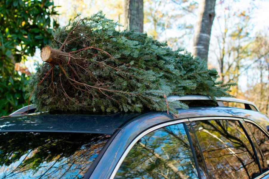 A Christmas tree strapped onto the roof rails of an SUV