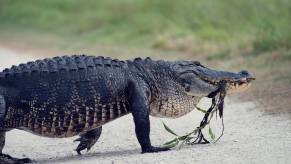 Alligator crosses a road in Florida.