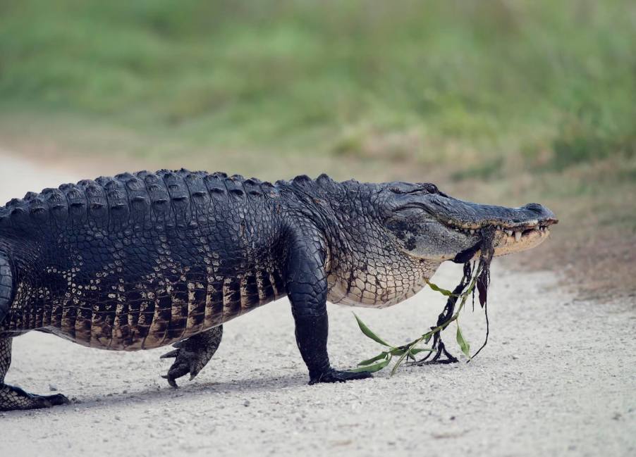 Alligator crosses a road in Florida.
