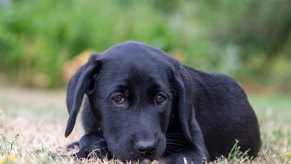 Black lab puppy lying in a field.
