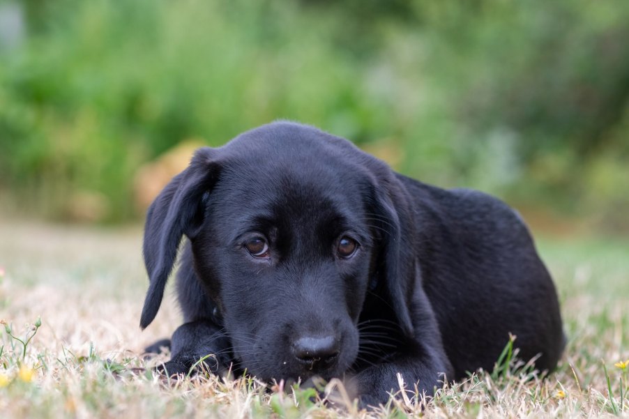 Black lab puppy lying in a field.