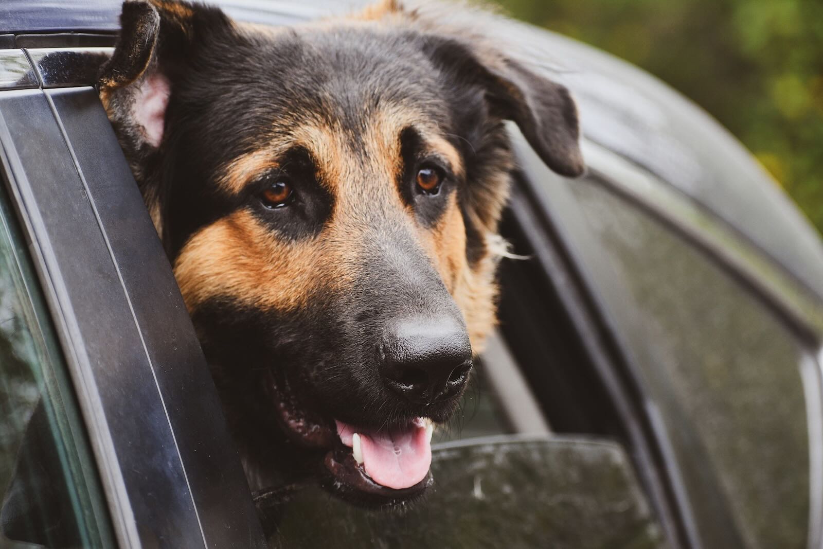 German Shepherd K9 unit hanging out the window of a black car.