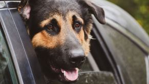 German Shepherd K9 unit hanging out the window of a black car.