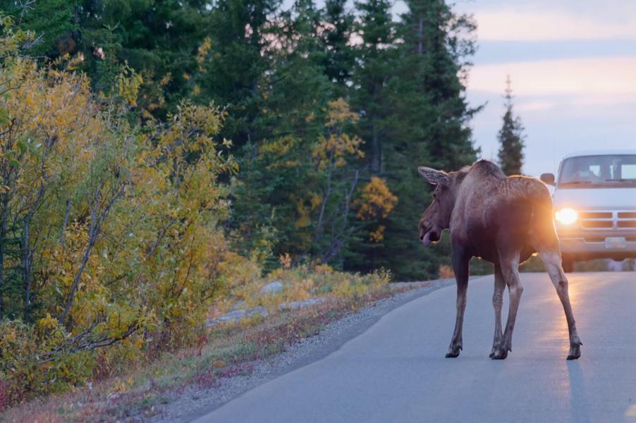 A moose stares at a car and a van on a norther American street.