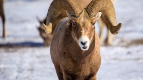 Bighorn sheep facing the viewer in a snowy landscape in close view