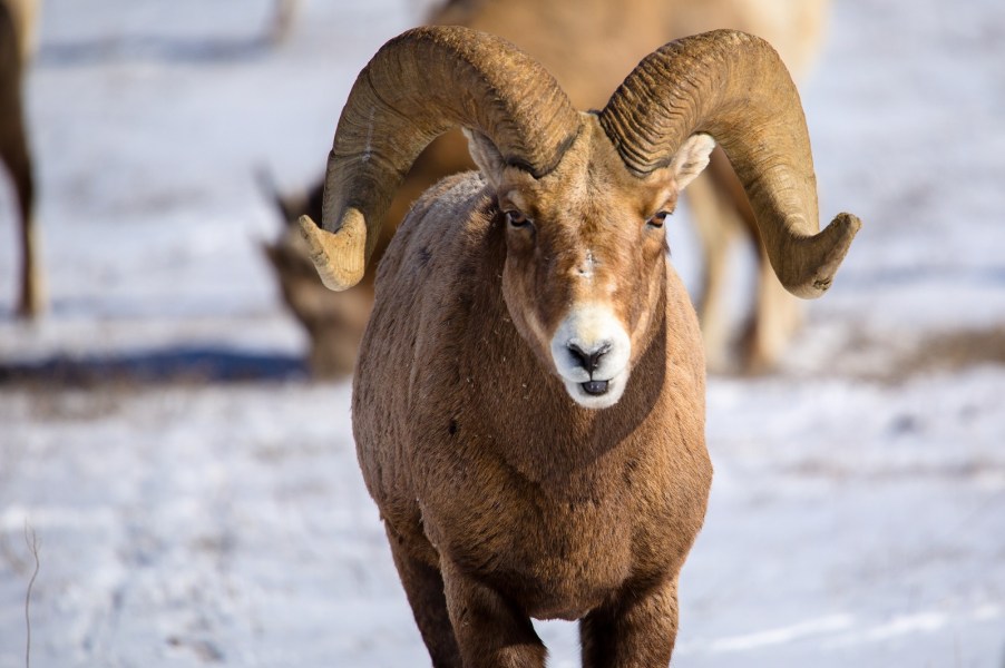 Bighorn sheep facing the viewer in a snowy landscape in close view