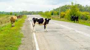 Three cows standing near a road, with a black and white cow standing in the middle