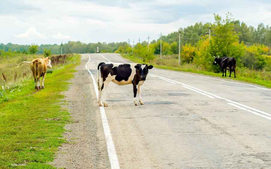 Three cows standing near a road, with a black and white cow standing in the middle
