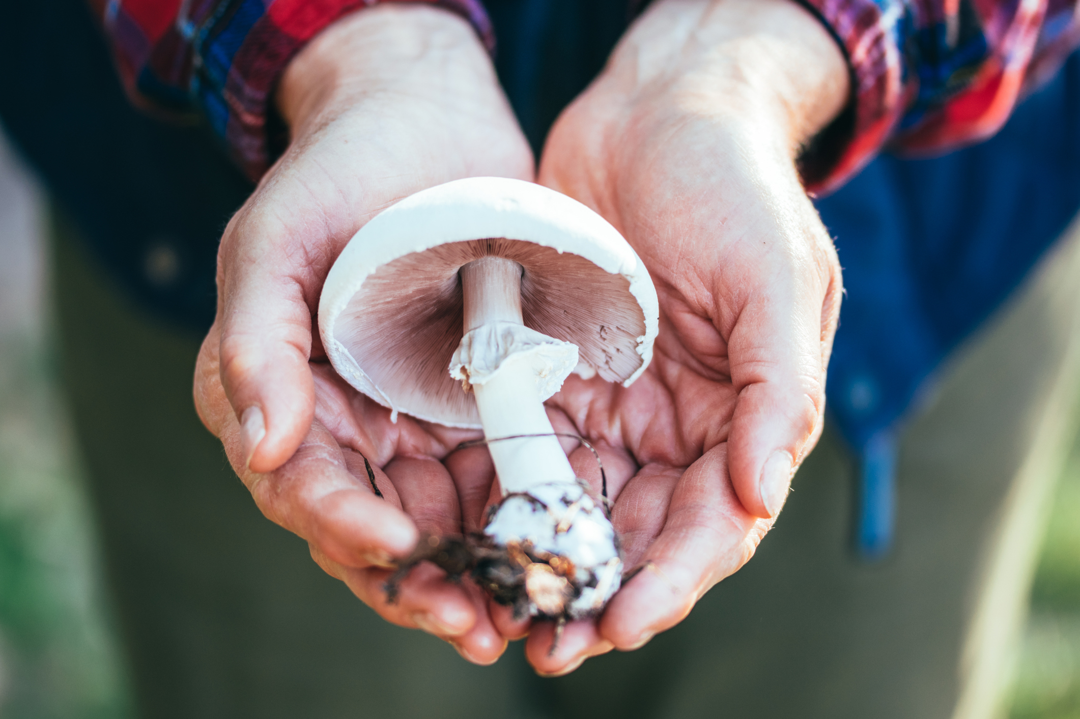 A woman holding a death cap mushroom 