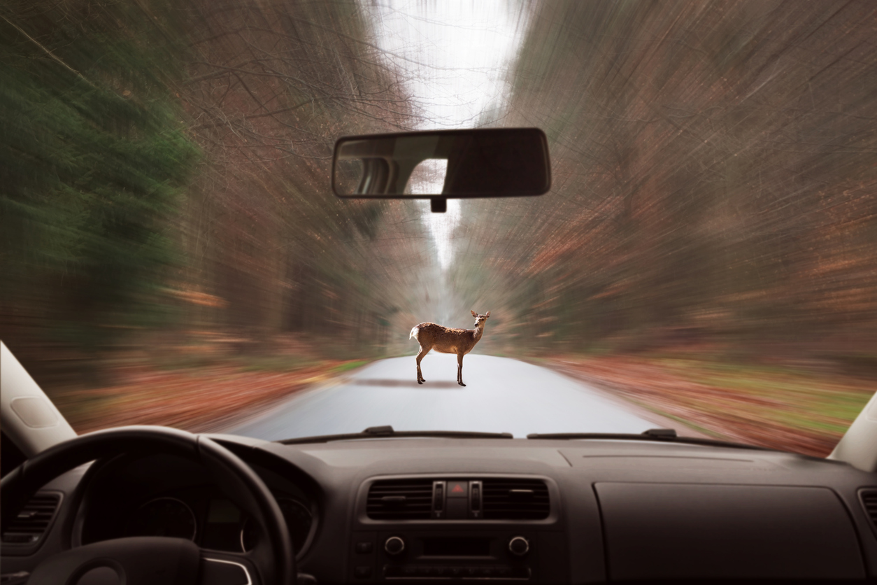 A deer standing in the road