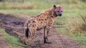A spotted hyena in the wild