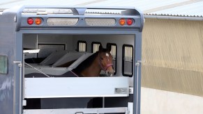 a horse in the back of a trailer