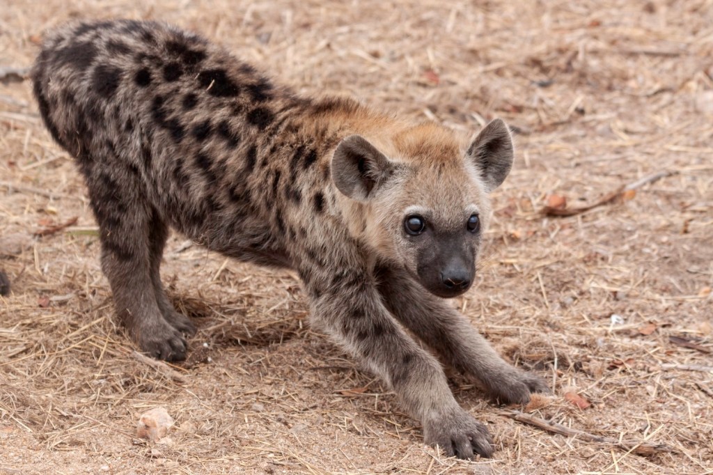 A spotted hyena in the wild