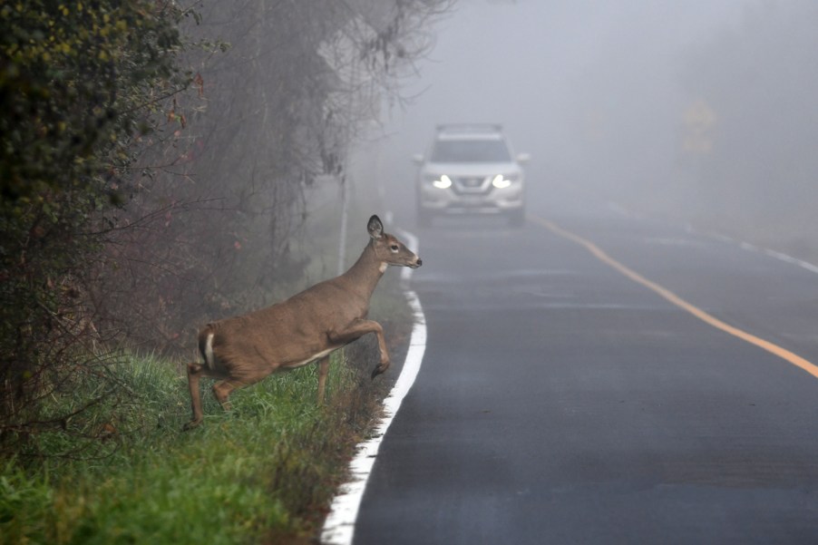 A deer jumping into the road in front of an SUV