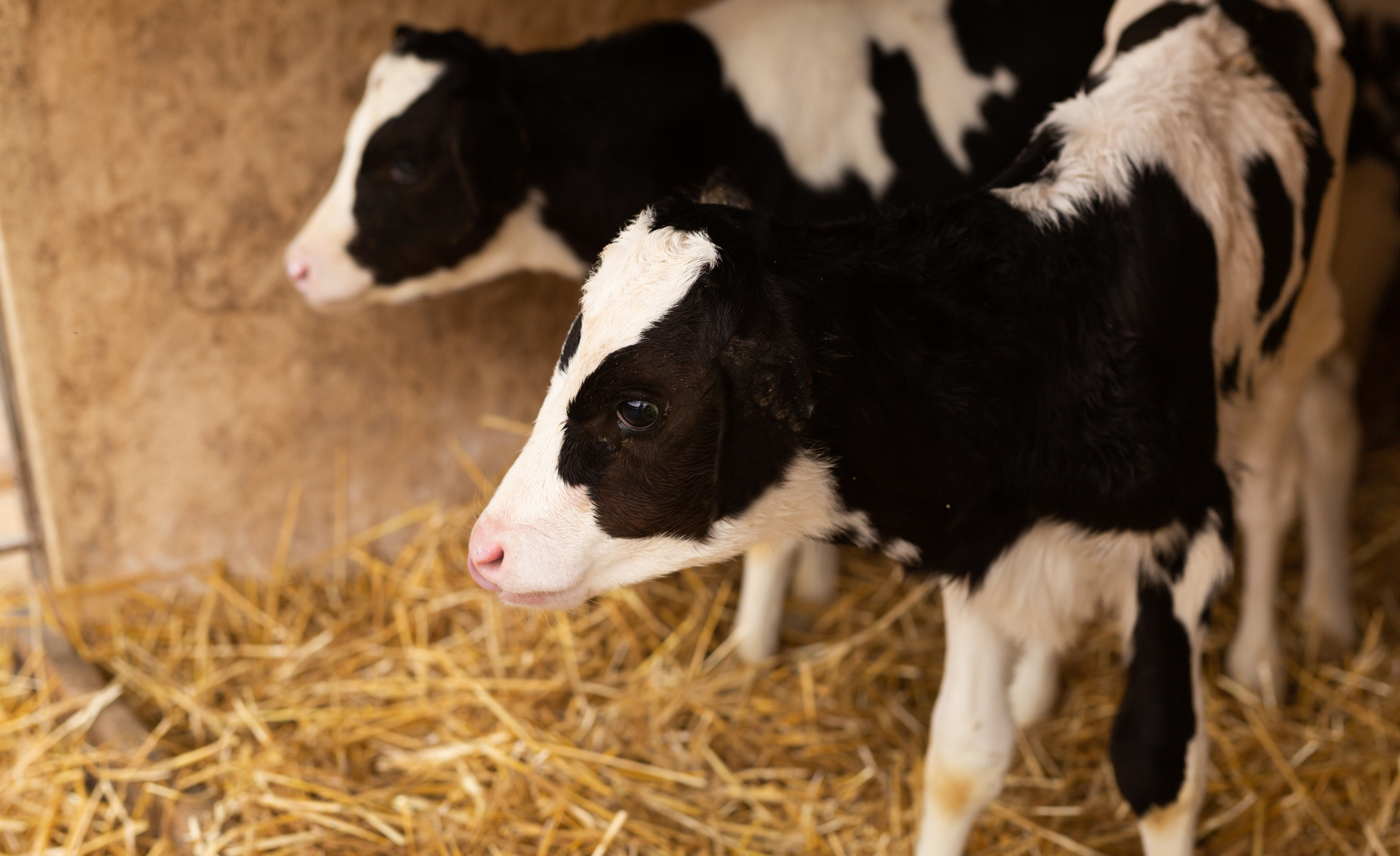 Baby calves eating hay 