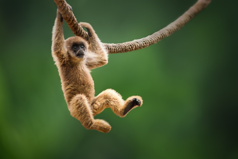 A spider monkey on a vine