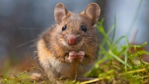 A mouse in the woods