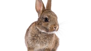 Gray baby bunny rabbit on a white background.