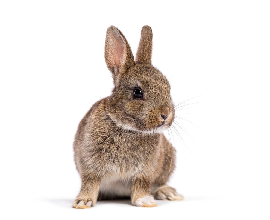 Gray baby bunny rabbit on a white background.