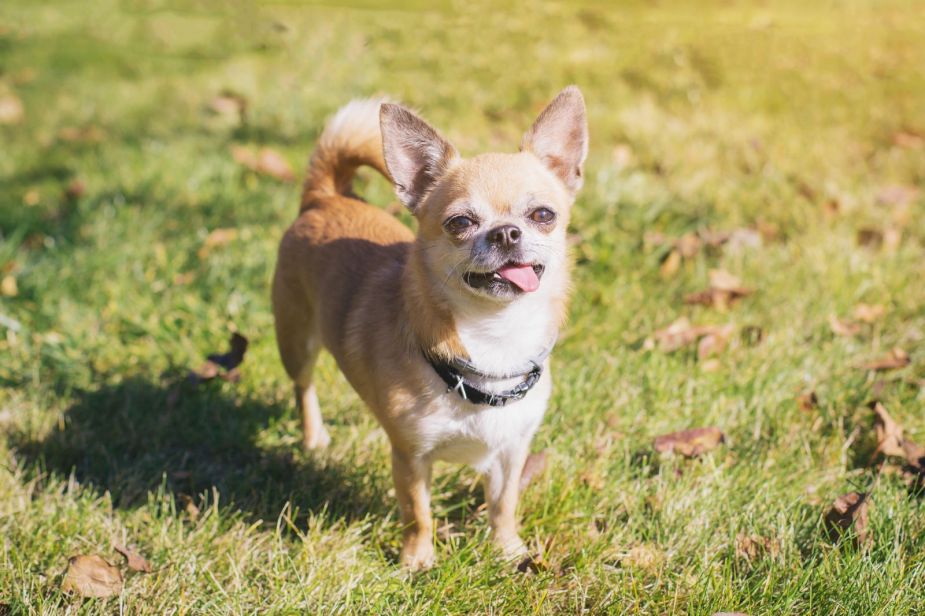 A chihuahua standing on a lawn