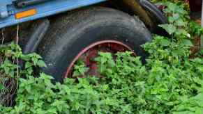 A truck parked in an overgrown lot