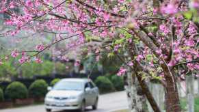 A sedan ready for springtime weather driving under blooming trees.