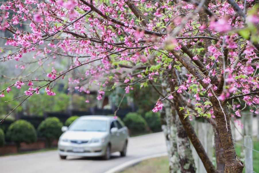 A sedan ready for springtime weather driving under blooming trees.