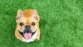French bulldog sitting on grassy field looks up at the camera.