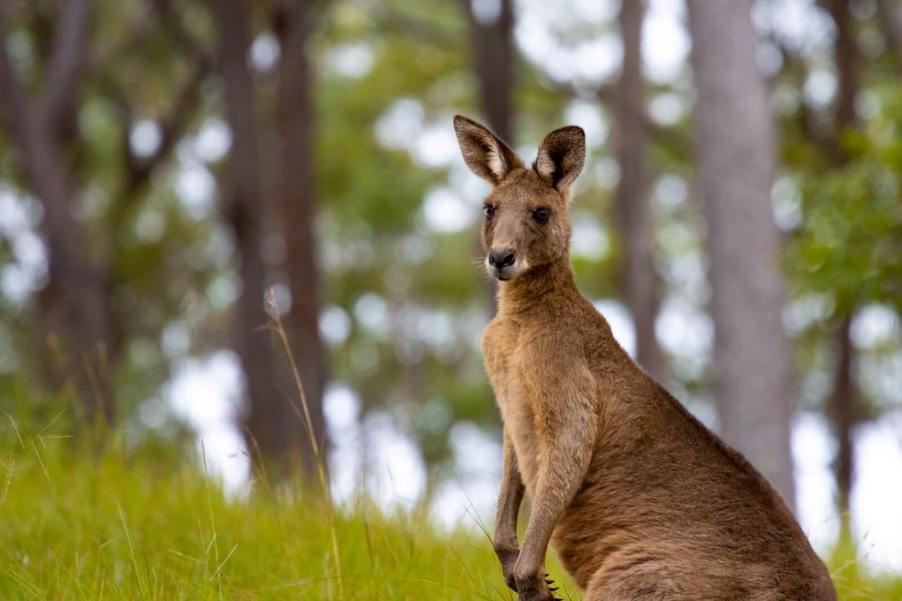 A kangaroo like this caused chaos on an Alabama highway.