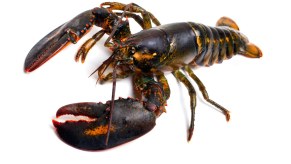 Live lobster a passenger left in an Uber ride share