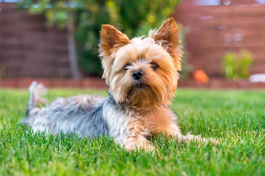 A Yorkie like the one recently stolen from a Tesla in 'Dog Mode.'