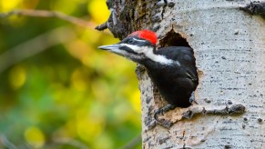 A woodpecker in a tree looking for cars to damage