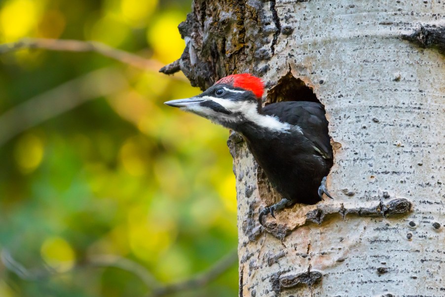 A woodpecker in a tree looking for cars to damage