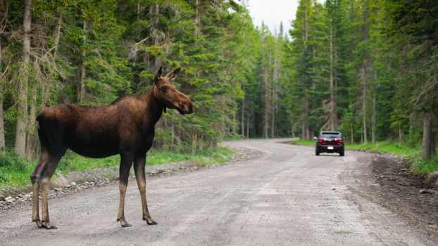 Homeowner saves grocery delivery driver from a pesky moose