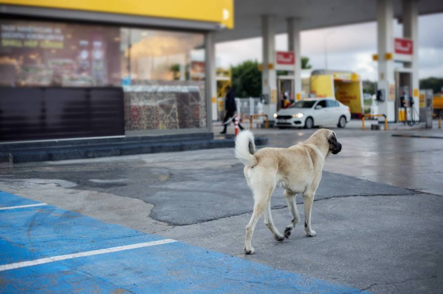 Stray dog walking around gas station parking lot