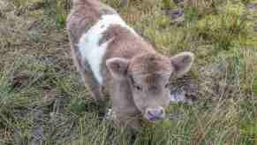 Cow calf in a muddy field