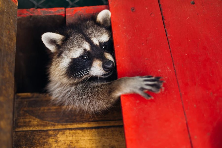 A raccoon holds on to the panel of a parked vehicle, like the one who found two meth pipes in a parked car.