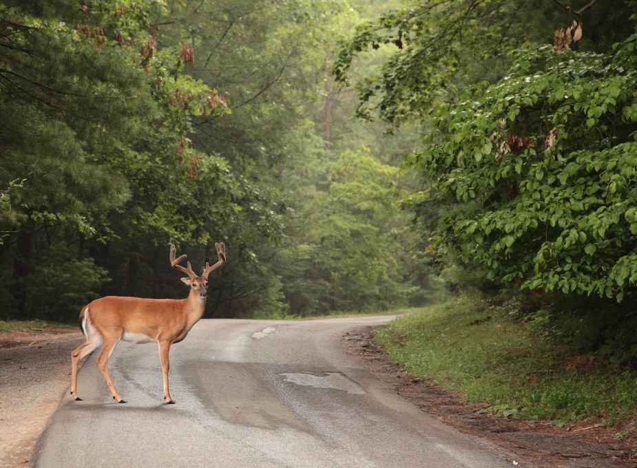 A deer in the road
