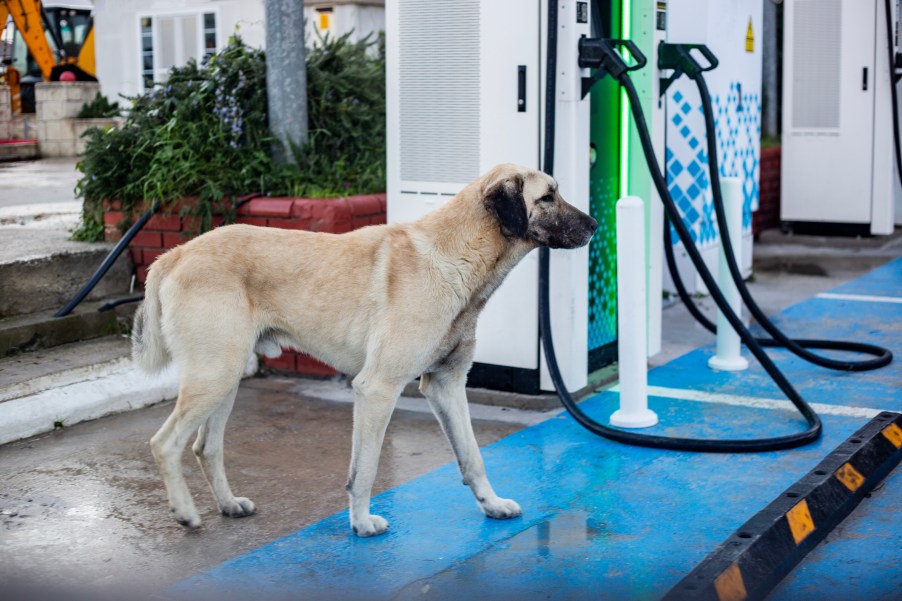A dog at a gas station