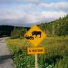 A sign warning drivers of a popular moose crossing site