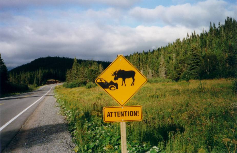 A sign warning drivers of a popular moose crossing site
